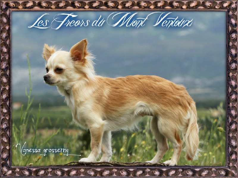 Les Chihuahua de l'affixe des Tresors du Mont Ventoux