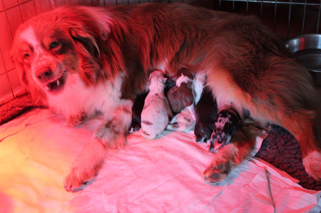 des Tresors du Mont Ventoux - NAISSANCE DES BEBES DE IROKWA ET DUNCAN