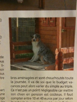 des Tresors du Mont Ventoux - EDELWEISS SUR ATOUT CHIEN JUILLET/AOUT 2012