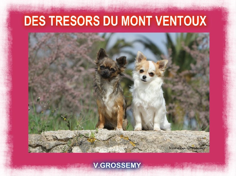 Irresistible lili rose e des Tresors du Mont Ventoux