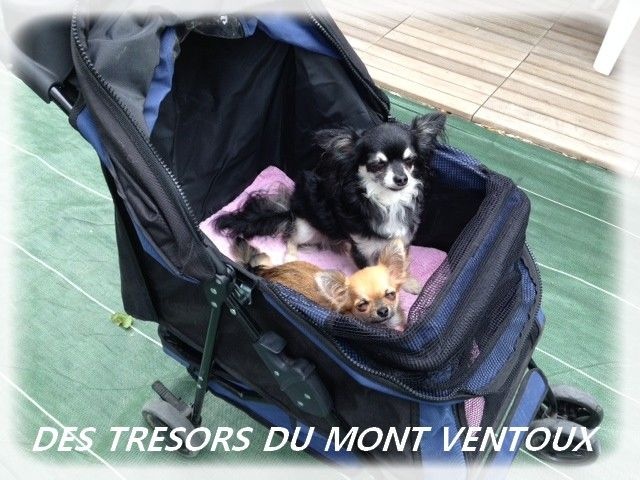 Ixxia dite titi des Tresors du Mont Ventoux