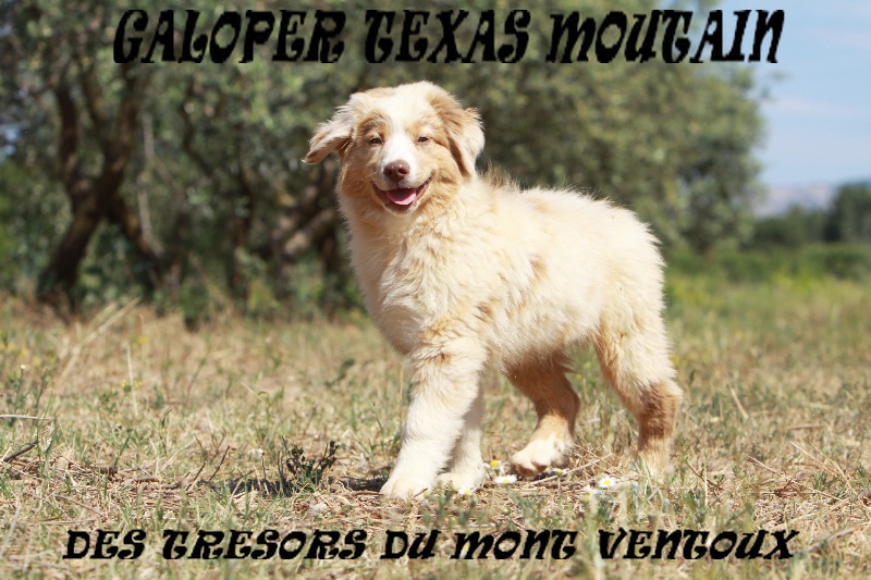 Galoper texas mountain des Tresors du Mont Ventoux