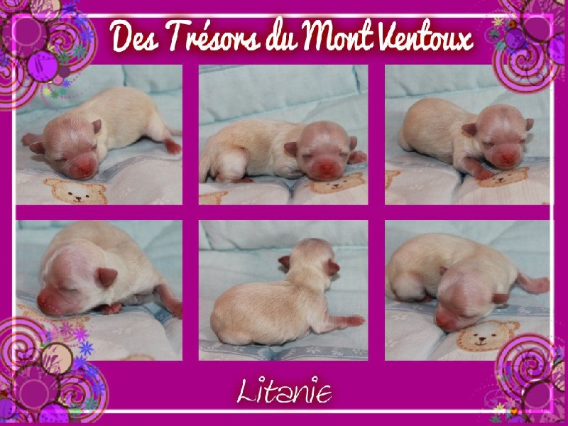 Leony precious pearl des Tresors du Mont Ventoux