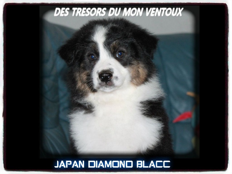 Japan diamond blacc des Tresors du Mont Ventoux