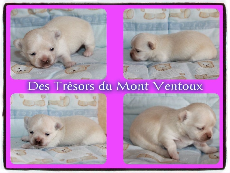 Leony precious pearl des Tresors du Mont Ventoux