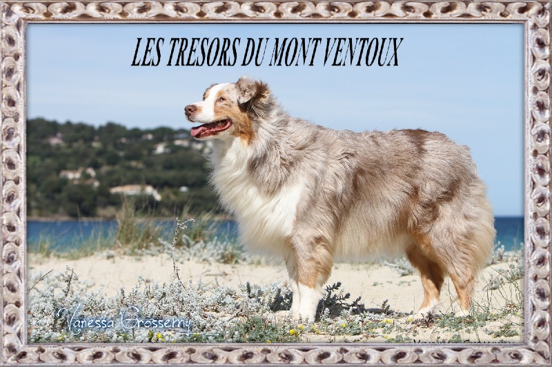 Babet dite biscotte Des doux angelots