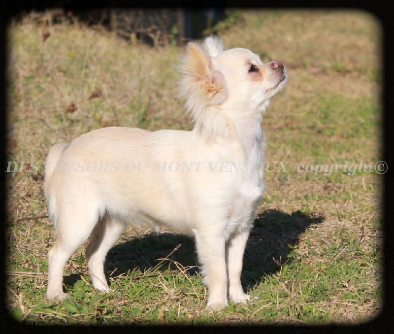 Leony precious pearl des Tresors du Mont Ventoux